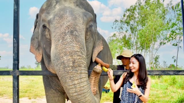 Elephant Sanctuary Escape: Bangkok and Pattaya Round-Trip Transfer | Thailand