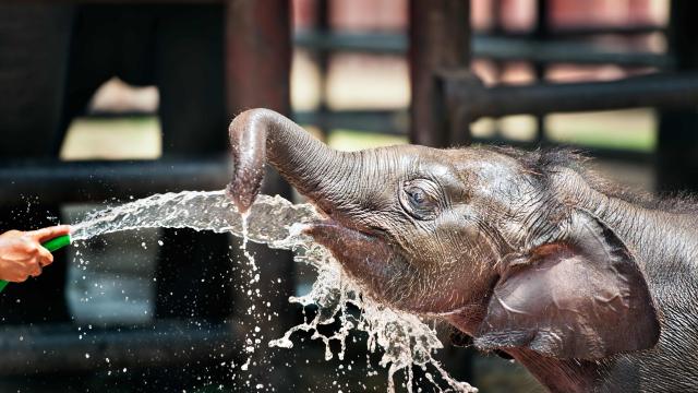 Half-day Krabi Elephant Sanctuary Tour