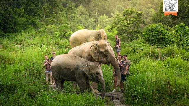 Elephant Jungle Sanctuary Tour from Chiang Mai | Thailand