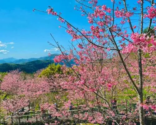 嘉義阿里山國家森林遊樂區門票．套票