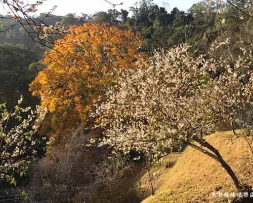 東勢林場冬季的梅花與秋季金黃楓葉同框，呈現台中森林四季交替的自然美景，適合林場漫步體驗。
