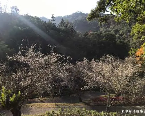 東勢林場陽光灑落的森林小徑旁，白色花朵嬌豔盛開，邀請遊客享受台中一日遊的寧靜芬多精浴。