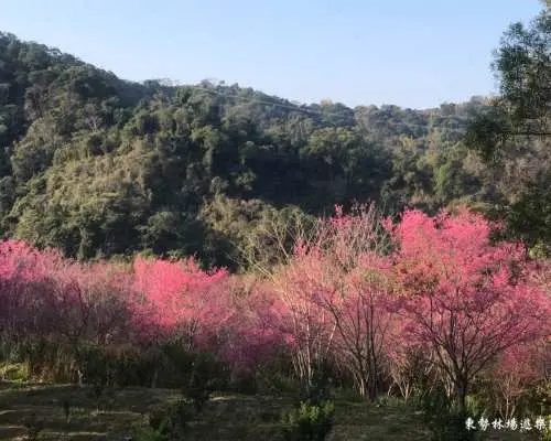 東勢林場春季盛開的粉色櫻花林，如夢似幻的花海景觀，為台中一日遊增添浪漫的森林漫步體驗。