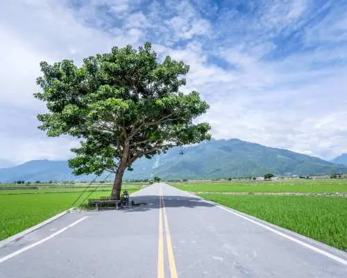[Limited-time 10% Off] Taitung Charter Day Tour: Brown Avenue, Liushishi Shan Orange Daylilies, Sanxiantai & Chulu Ranch