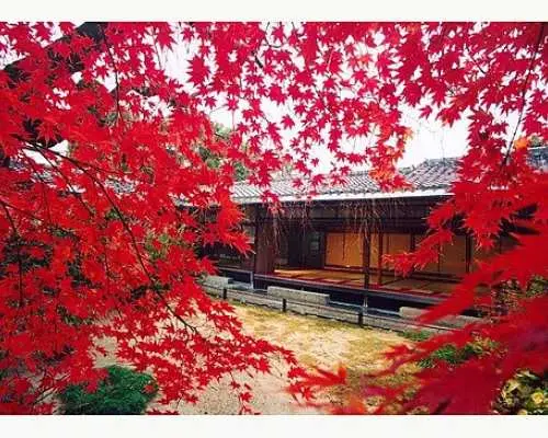 隠れた紅葉名所・妙心寺塔頭退蔵院拝観と昼食プラン｜11/13〜12/5期間限定