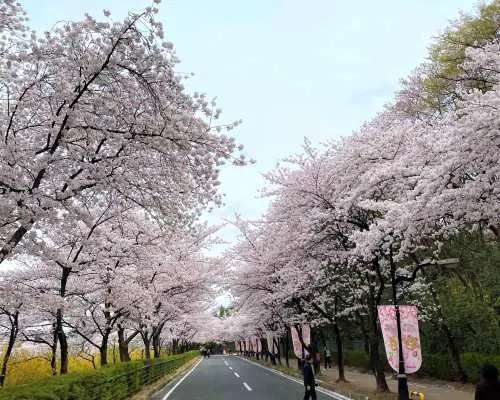 ชมดอกซากุระบานสะพรั่ง (Cherry Blossoms) ในฤดูใบไม้ผลิ ณ จุดชมวิวดอกซากุระชื่อดังของกรุงโซล (Seoul) คังวอน (Gangwon) และชุงชอง (Chungcheong)