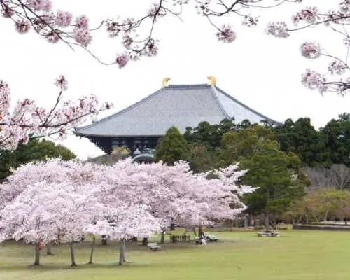 奈良観光タクシー｜奈良世界遺産コース・奈良公園＋春日山原始林｜3時間・市内送迎付き