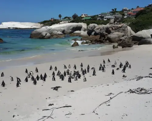 ケープタウン発ケープ半島1日ツアー