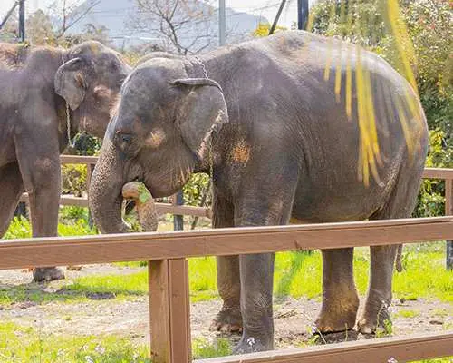 제주 점보빌리지 야외 공간에서 두 코끼리가 나무 울타리 뒤에서 한가로이 풀을 뜯는 모습으로, 사람과 동물이 함께 치유되는 자연 공간을 보여줍니다.