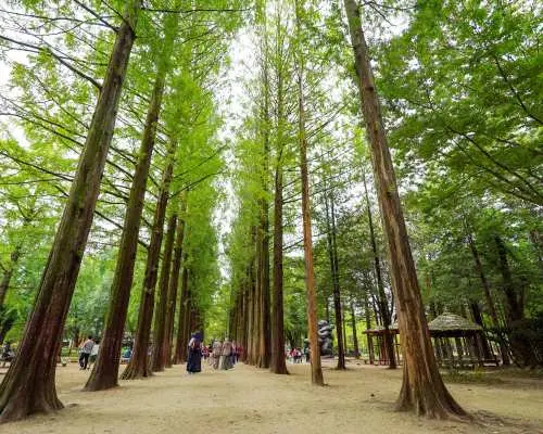 南怡岛一日巴士游 | 南怡岛、小法兰西、小意大利、江村铁路自行车、羊驼世界 | 韩国旅游