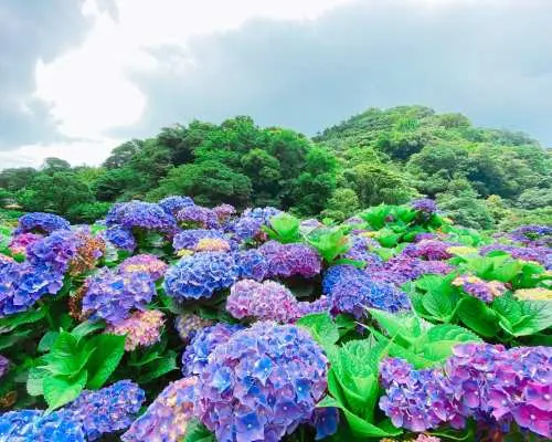 陽明山竹子湖繡球花季，繽紛的藍紫色繡球花海在山坡上盛開，展現北投陽明山花季的迷人風采。