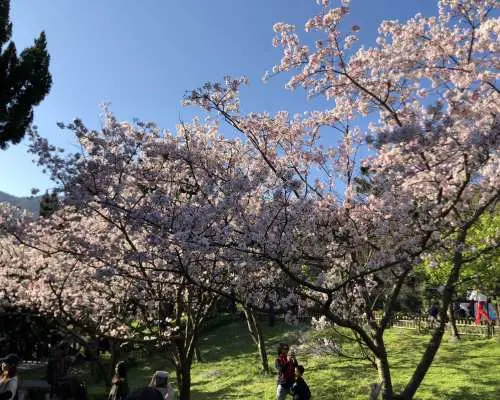 陽明山櫻花季期間，淡粉色櫻花樹在陽光下盛開，吸引遊客駐足欣賞，感受春日賞花的浪漫。