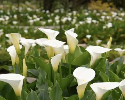 【4人成團】北投陽明山｜竹子湖海芋季＆繡球花季＆金針花季＆小油坑＆冷水坑｜台北出發