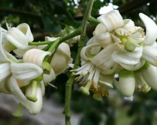【花蓮特色農遊】瑞穗｜柚遊自在沐日光｜柚園導覽、柚香茶點、柚見星空、旦看人生｜2人成團