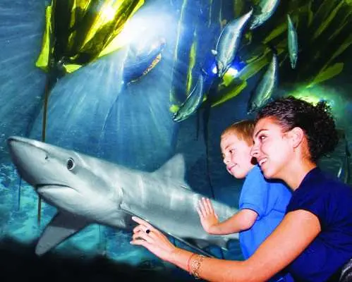 舊金山海灣水族館的海底隧道中，一位大人和小孩興奮地觀賞著鯊魚游過，沉浸於壯觀的舊金山灣海洋世界，適合全家大小參觀。