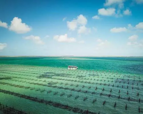 Panoramic view of the expansive Coffin Bay oyster farm, with a tour boat surrounded by endless rows of oyster racks under a bright blue sky, revealing Australia's aquaculture scale.