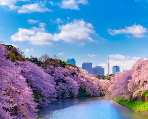 Tokyo Cherry Blossom Tour｜Chidorigafuchi, Yasukuni Shrine, Ueno Park, Sumida River｜Open-Top Bus Sightseeing