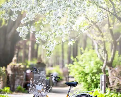 A classic yellow rental bicycle with a front basket, parked under a blooming white tree on a sunlit path at Nami Island, perfect for solo exploration.