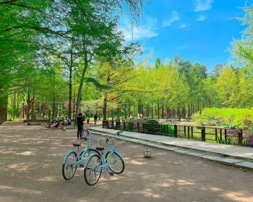 Two light blue rental bicycles parked on a scenic path at Nami Island, surrounded by lush green trees and a bright blue sky, highlighting the island's natural beauty for cycling tours.