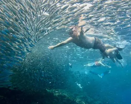 Sardine Snorkeling in Panglao with Roundtrip Transfer | Bohol