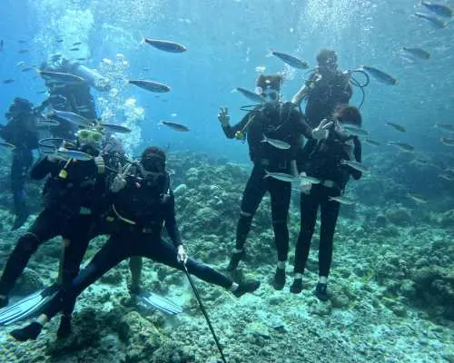 Sardine Snorkeling in Panglao with Roundtrip Transfer | Bohol