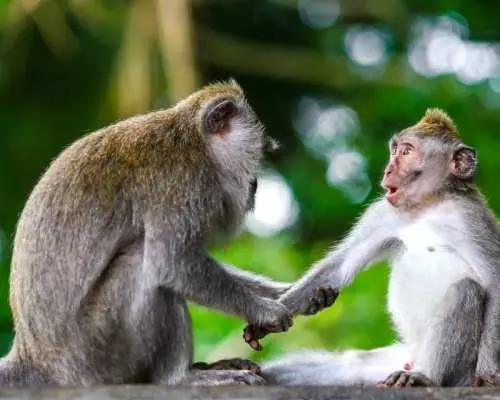 馬來西亞塔曼尼加拉國家公園的兩隻猴子在自然棲息地中互動，展示了豐富的野生動物生態。