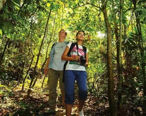 一對情侶在馬來西亞塔曼尼加拉國家公園茂密的熱帶雨林中健行，享受大自然並觀察周圍的生態。