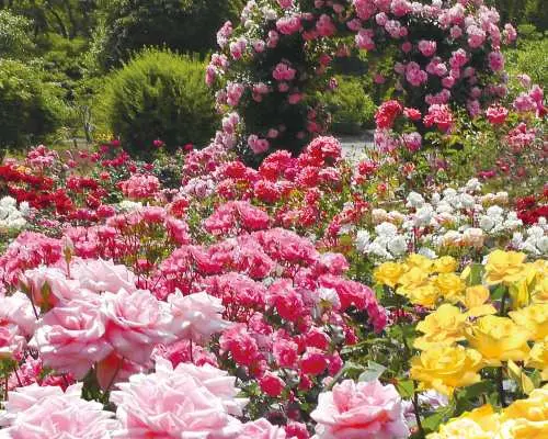 【事前購入でお得】あしかがフラワーパーク 入園チケット