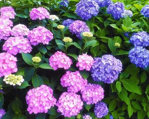 【事前購入でお得】あしかがフラワーパーク 入園チケット