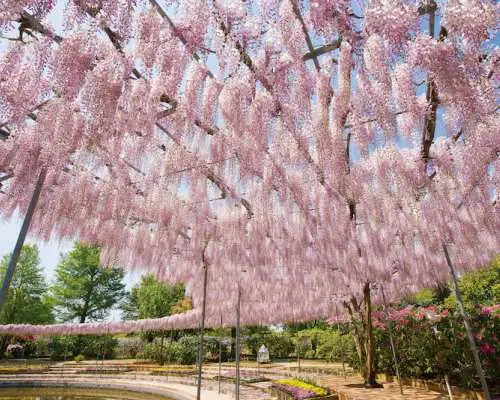 Ashikaga Flower Park Tickets | Tochigi