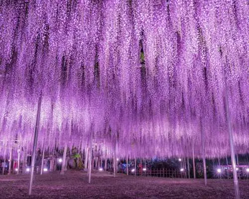 Ashikaga Flower Park Tickets | Up to JP¥200 OFF | Tochigi