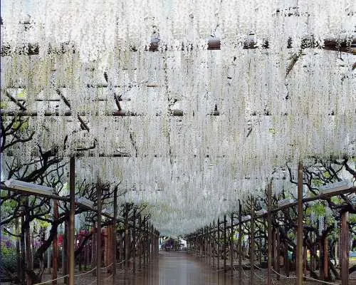 Ashikaga Flower Park Tickets | Up to JP¥200 OFF | Tochigi