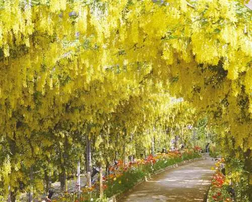 Ashikaga Flower Park Tickets | Up to JP¥200 OFF | Tochigi