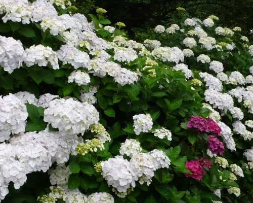 Ashikaga Flower Park Tickets | Tochigi, Japan