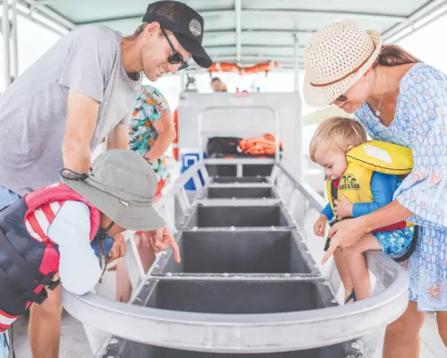 Tangalooma Marine Discovery Day Cruise with Bus Transfers from Brisbane