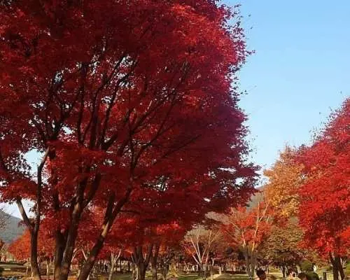 東內藏山楓葉公園裡，筆直嘅步道兩旁種滿咗火紅楓樹，形成令人醉心嘅秋日紅葉隧道。