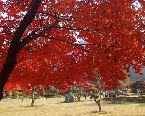 東內藏山楓葉公園嘅紅葉隧道，鮮豔火紅嘅楓葉密佈，形成令人驚嘆嘅秋日打卡美景。