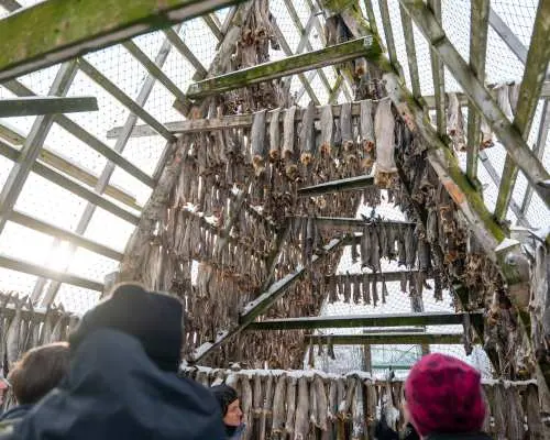 Arctic Fjord Cruise & Visit the Traditional Fishing Facility from Tromsø | Norway