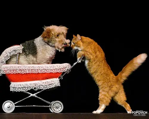 Tickets to Popovich Comedy Pet Theater