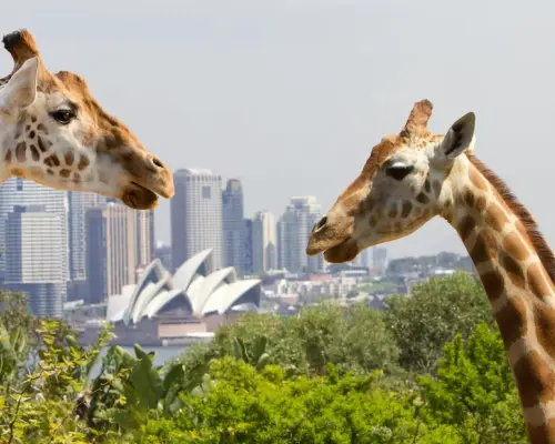 澳洲雪梨塔龍加動物園的兩隻長頸鹿，遠方是壯麗的雪梨歌劇院和城市天際線，展現獨特的動物園景觀與門票價值。