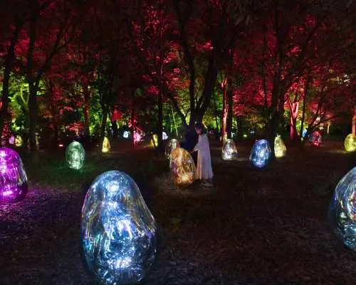 大阪長居植物園teamLab夜間光影藝術展，遊客漫步在森林中，周圍環繞著繽紛閃耀的互動式蛋形光球。