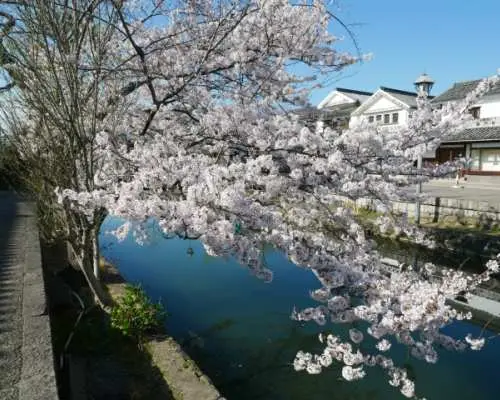 Okayama Cherry Blossom 1 Day Walking Tour with Boat Ride Experience and Town Strolling Coupon