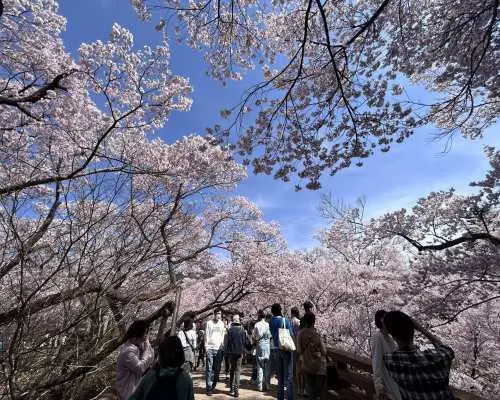 ทริปเที่ยวชมซากปราสาททาคาโตะ นากาโนะ และล่องเรือชมดอกซากุระบานในฤดูใบไม้ผลิ | ออกเดินทางจากนากาโนะ