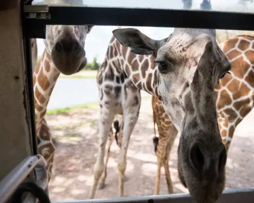 A close-up shot of a curious giraffe peeking into the tour vehicle window at Kanchanaburi Safari Park, with its facial features clearly visible for an immersive experience.