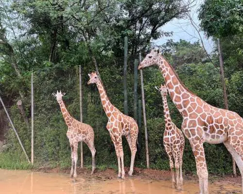 A group of giraffes roam near lush green trees and muddy edges at Kanchanaburi Safari Park, showcasing the beauty of their natural habitat and wildlife.