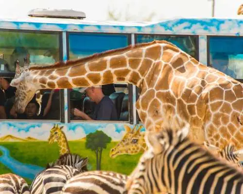 At Kanchanaburi Safari Park, a giraffe peers through the tour bus window to interact with visitors, while zebras graze outside, creating an authentic African savanna atmosphere.