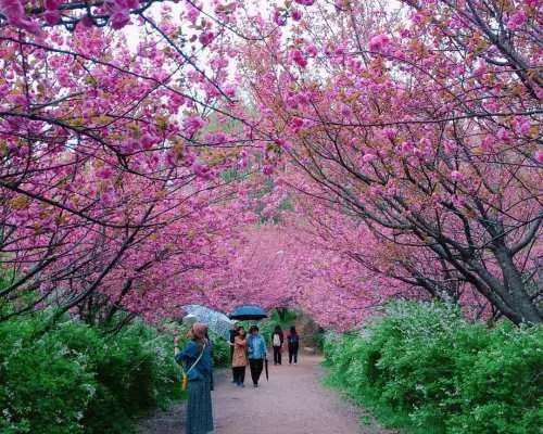 【韓國】秘景迷宮湖水庭園、八重櫻花一天團｜首爾出發