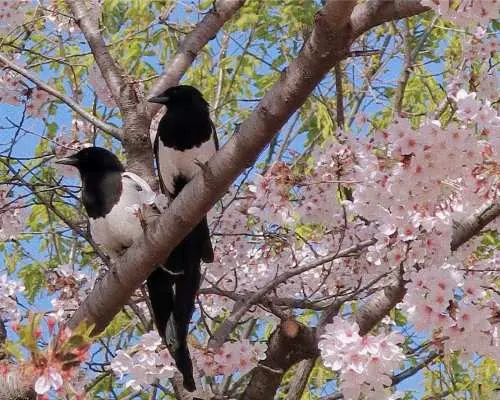 [早鳥優惠] 櫻花追逐之旅｜首爾出發