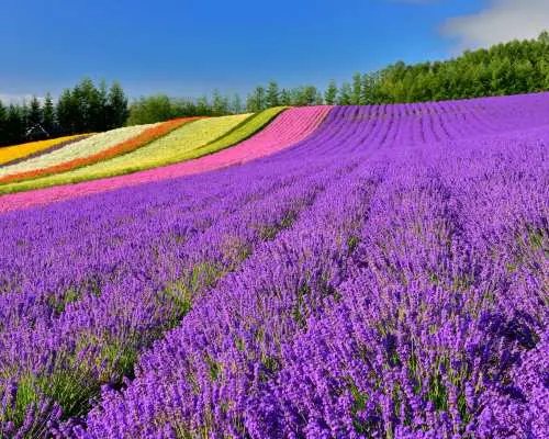 日本北海道｜旭山動物園・富良野美瑛・青池巴士一日遊｜札幌出發