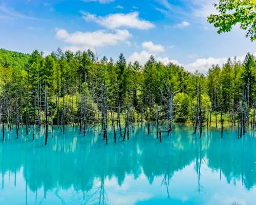 日本北海道｜旭山動物園・富良野美瑛・青池巴士一日遊｜札幌出發